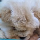 하이엔드 독 이미지