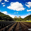 진안 인삼재배 문화 이미지