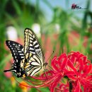 나비,날아오르다 이미지