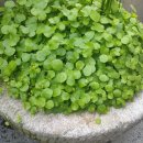 비비돈가스 이미지