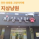동심유치원 | 천안 고양이카페 &amp; 키즈카페 쌍용동 지상냥원 방문 후기