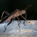 아라곤충 이미지