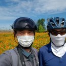 구리한강시민공원 코스모스와 하늘공원 꽃무릇 이미지