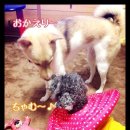 미로호프 이미지