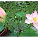 부여(사비)-07 이미지