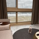 이스트스테이 | 강릉 애견동반 숙소 추천, 오션뷰 독채 이스트스테이 후기