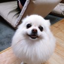 조선생 펫살롱 이미지