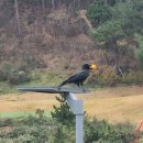 컨트리주유소 이미지