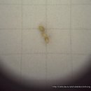 진딧물 방제 실험 (종합): 천연 살충제 1,2,3, .. 이미지