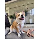 더본 동물병원 이미지