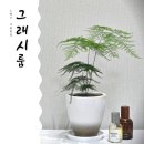 노원구 꽃집 그래시룸 아스파라거스 나누스 데려왔어요