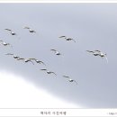 백조 이미지