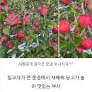 알로만농원 | 두리봉사과