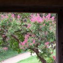 하목정의 붉은, 배롱나무 이미지