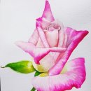 보태니컬 아트 이미지