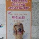 쿠마와푸코네 이미지