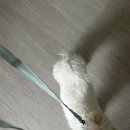예쁜강아지 | 강아지 목줄 후기 /강아지예쁜목줄/리토가토강아지러비목줄 후기 내돈내산/반려견목줄 후기