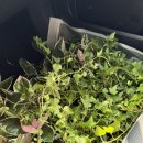 아이비플라워 앞 이미지