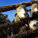 양양목장 이미지