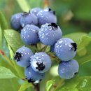 블루베리 앞 이미지