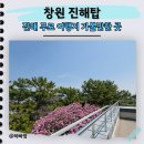 탑365 | 2026 진해군항제 가볼만한곳 제황산공원 진해탑 모노레일 365계단 정복기