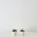 로자리안 이미지