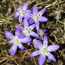 난쟁이 브로디아에아 [dwarf brodiaea, 브로디아에아 테레스트리스 (Brodiaea terrestris)] 이미지