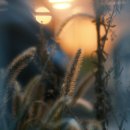 매그네이트 이미지