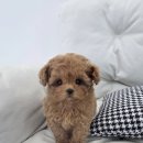 퍼피메이트 안심분양센터 동탄 강아지분양 이미지