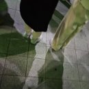 누리터 PC방 | [NCT 태용 사녹] 악으로 깡으로 버틴 스불재; NCT 태용 인기가요 공방 사녹 후기(+하이브,SM 공방 차이점)