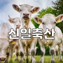 신일축산 이미지