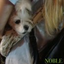 노블도그 이미지