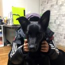 진도애견훈련소 이미지