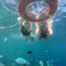 젊은열대어 | 보홀 4박 6일 자유여행 (입국 팩, 헤난 프리미어 코스트, 스노클링)