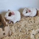 펫엔글라이더본점 이미지