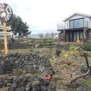 제주애월당귤 이미지