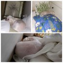 《이브♡임보 일기- 8》