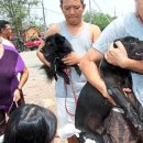 NGO offers to vaccinate strays in Penang (광견병 관련) 이미지