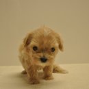 유올펫 강아지고양이 청주점 이미지