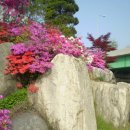 고목나무 이미지