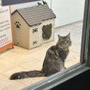 별다방 야옹이 이미지