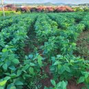 상경경로당 이미지