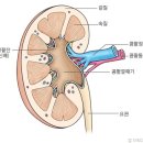 신장(콩팥)을 건강하게 이미지