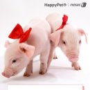 황금돼지 이미지