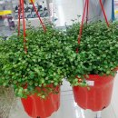 아울렛DC백화점 이미지