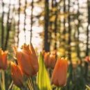 곱슬강아지 이미지