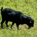 단풍흑염소 농장 이미지