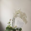 UR(파주시)-[청석로]-상-6 | 호접란 아마빌리스 : 순백의 호접란 : 파주꽃집 : 운정꽃집 : 교하꽃집