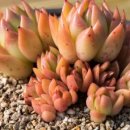 꼬꼬네농장 이미지