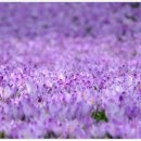 인간분수 이미지